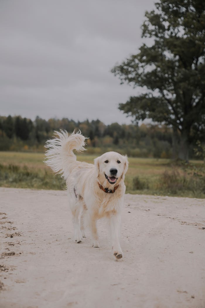 A joyful golden retriever dog walking on a rural dirt road lined with trees in autumn.