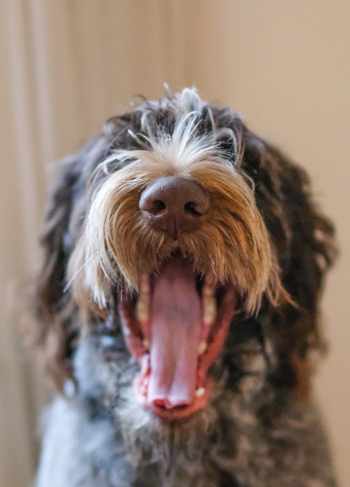 Adorable fluffy dog yawning indoors, showcasing its open mouth and whiskers.
