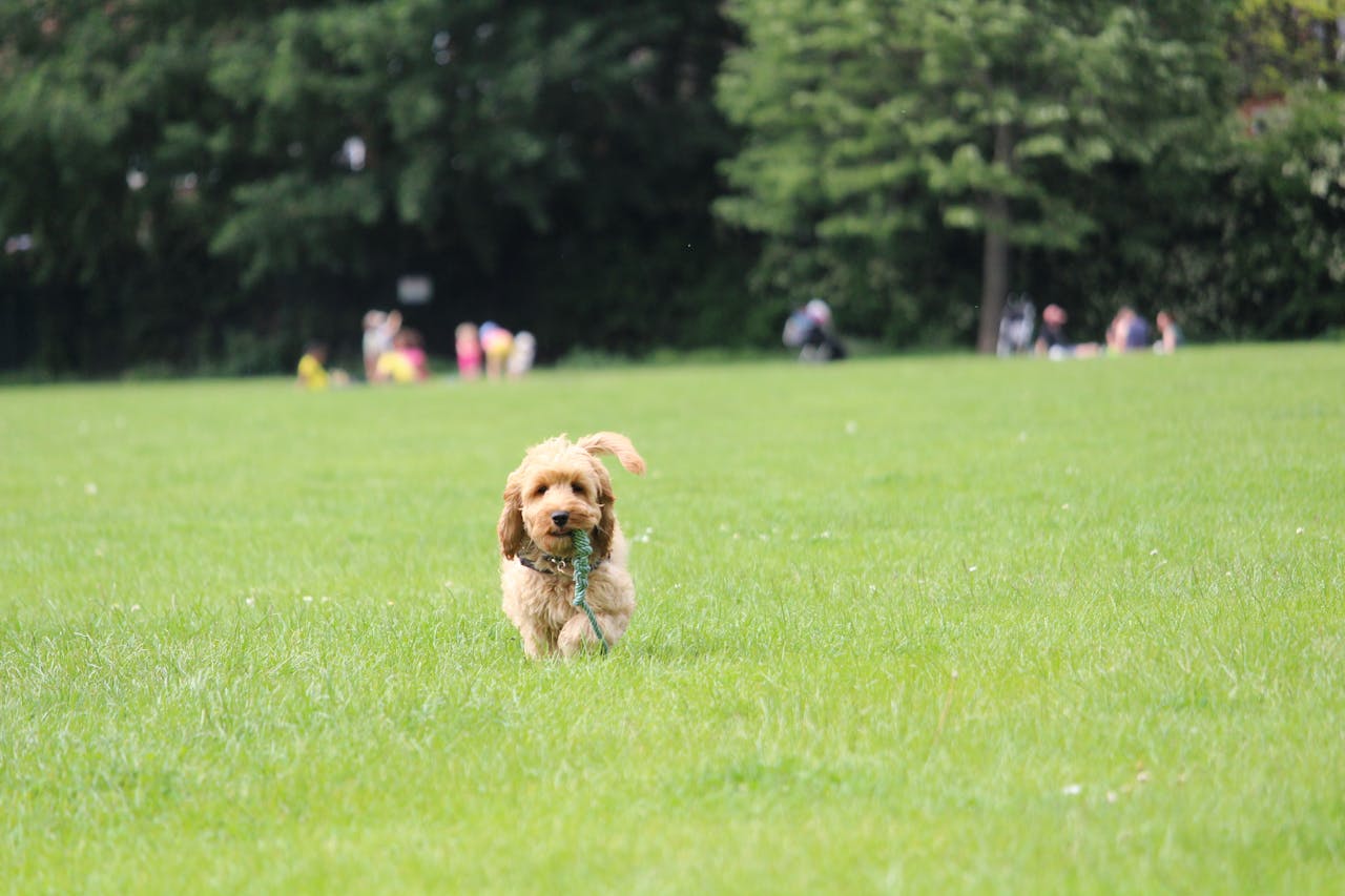 Adorable dog joyfully running across a lush green park meadow on a sunny day.